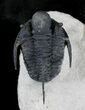 Huge Cyphaspis Trilobite From Morocco #25795-4